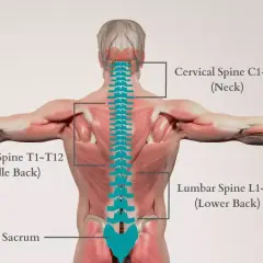 Anatomia kręgosłupa: szyjny, piersiowy, lędźwiowy i krzyżowy. Problemy z odcinkiem lędźwiowym mogą powodować uczucie słabości w nogach.