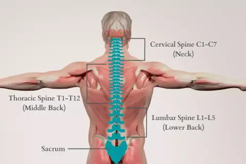 Anatomia kręgosłupa: szyjny, piersiowy, lędźwiowy i krzyżowy. Problemy z odcinkiem lędźwiowym mogą powodować uczucie słabości w nogach.