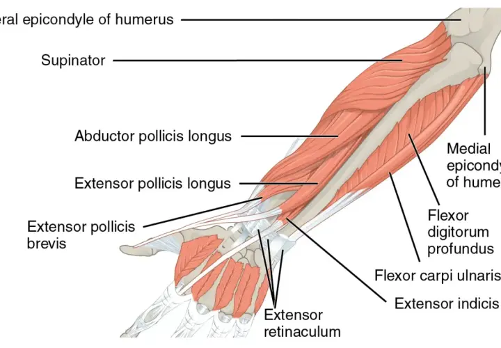 Anatomia przedramienia: kości przedramienia, mięśnie (supinator, prostowniki palców) i nadkłykcie kości ramiennej.