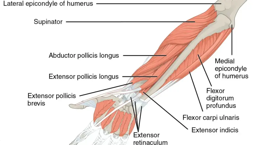Anatomia przedramienia: kości przedramienia, mięśnie (supinator, prostowniki palców) i nadkłykcie kości ramiennej.