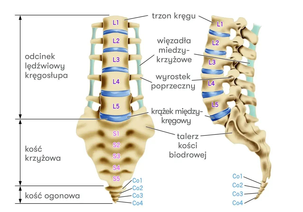 Anatomia kręgosłupa lędźwiowego, kości krzyżowej i ogonowej. Ilustracja pomaga zrozumieć przyczyny nerwobólów kręgosłupa lędźwiowego.